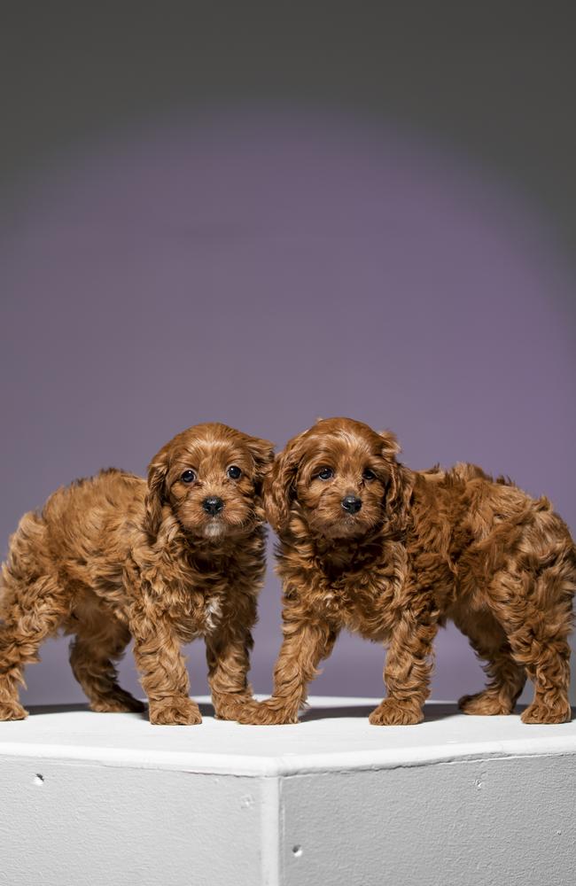 Kimmie and Katie the cavoodles from Diamond Valley Kennels on the Sunshine Coast. Picture: Mark Cranitch