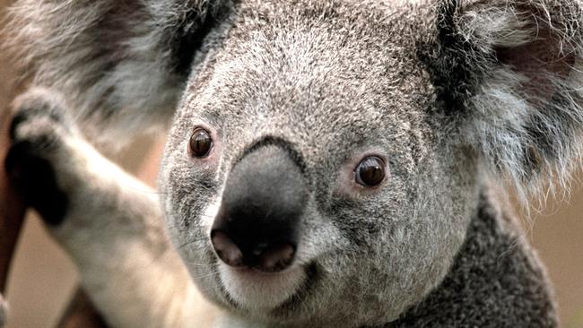 George the koala seen in the bush on April 18.