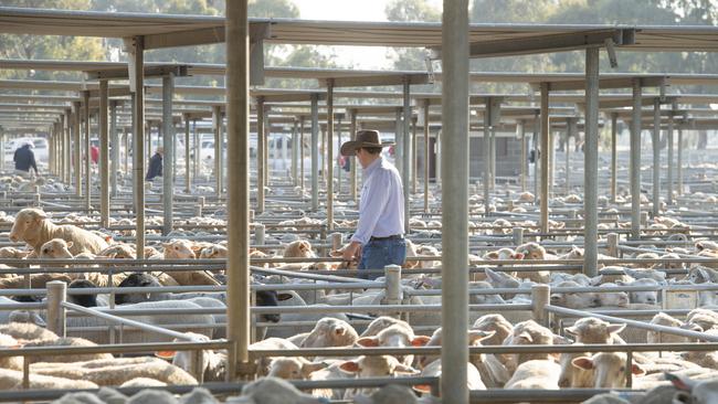 Light lamb prices were down at Bendigo prime sale on Monday. Picture: Zoe Phillips