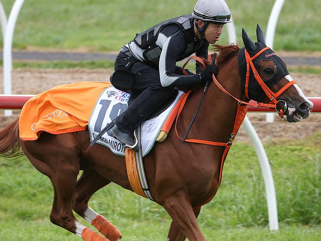 Melbourne Spring Carnival. International horses during track work at Werribee Racecourse. Japanese horse Curren Mirotic works the track this morning.Picture : Ian Currie