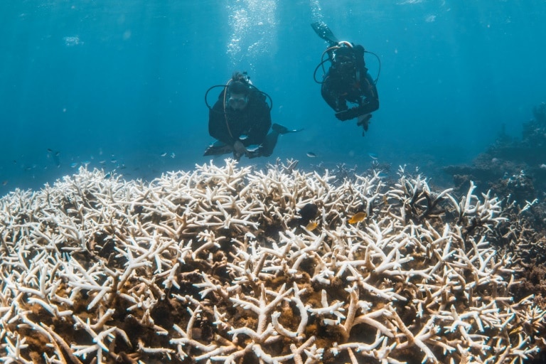In a hotter future, what comes after coral reefs die?