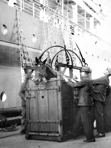 Phar Lap is loaded onto the special quarters of the ship Monowai for the long journey to the US in 1931.