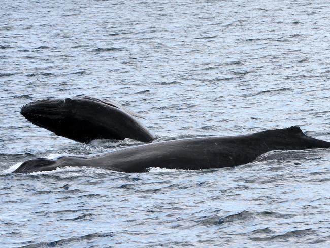 Whales frolicking off the Gold Coast. Photo: Emmy Rose Curtis/ Sea Pix Photographics