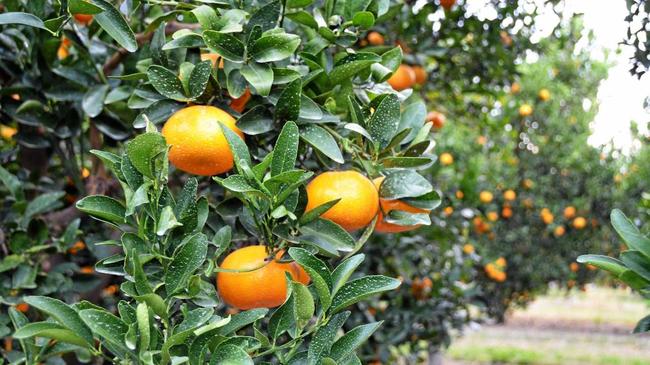 Sandbar Citrus are preparing for a busy Murcott season. Picture: Felicity Ripper