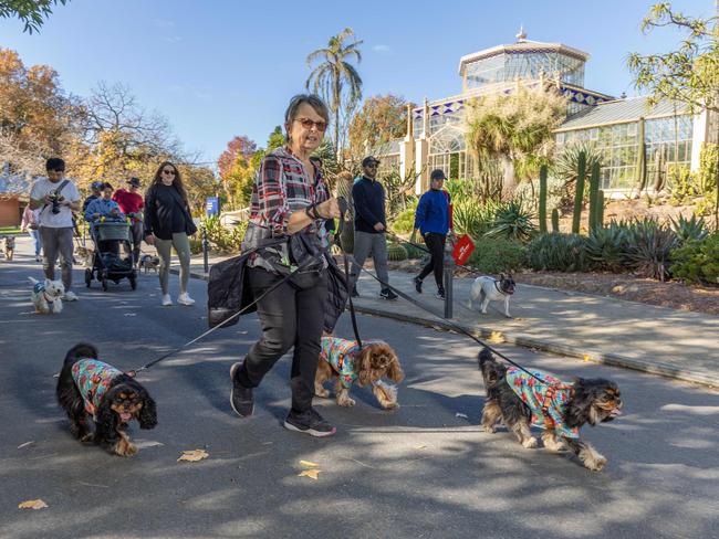 RSPCA SA's Million Paws Walk in Adelaide on May 25, 2025. Picture: Ben Clark