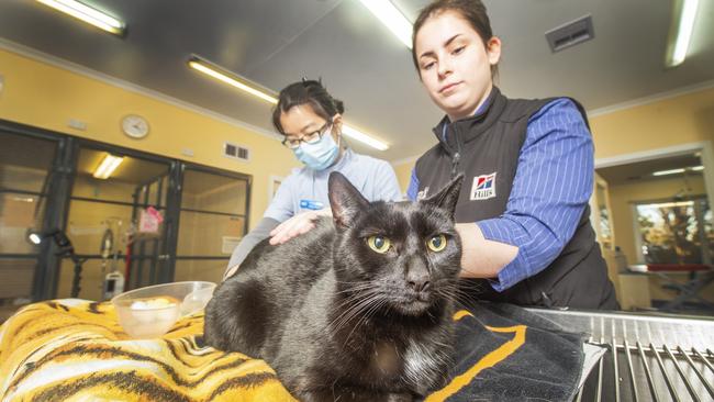 The clinic treats mainly cats and dogs. Picture: Rob Leeson