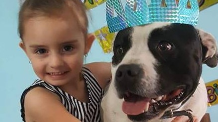 The five year old Mercedes Gallagher uses her support dog Nitro to help her get through treatments for her rare auto-immune disease. 