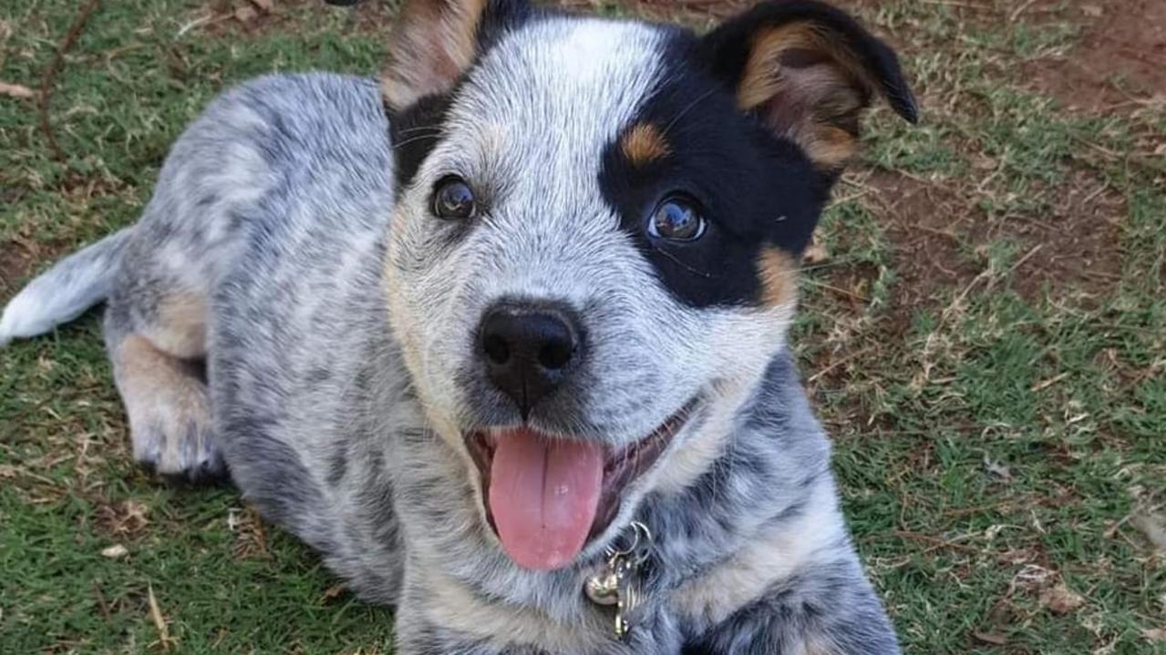 Dolly the Blue Heeler pup named Maranoa’s cutest dog for 2021 | The ...