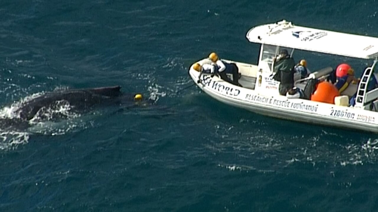 Whale set free from nets off Gold Coast beach