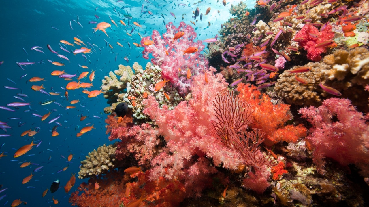 Namena Marine Reserve, Fiji: One of the world’s best snorkelling sites ...