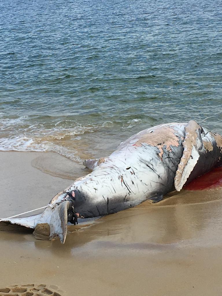 Dead whale at Sydney beach | Daily Telegraph