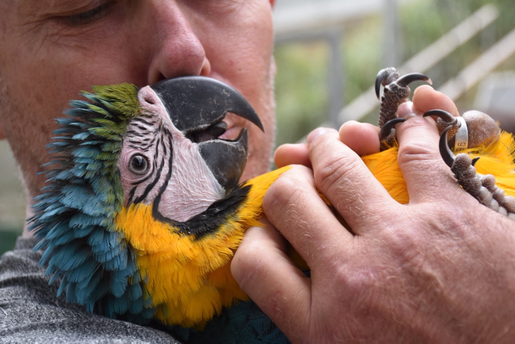 Cuddle time with a macaw. Picture: Mark Furler