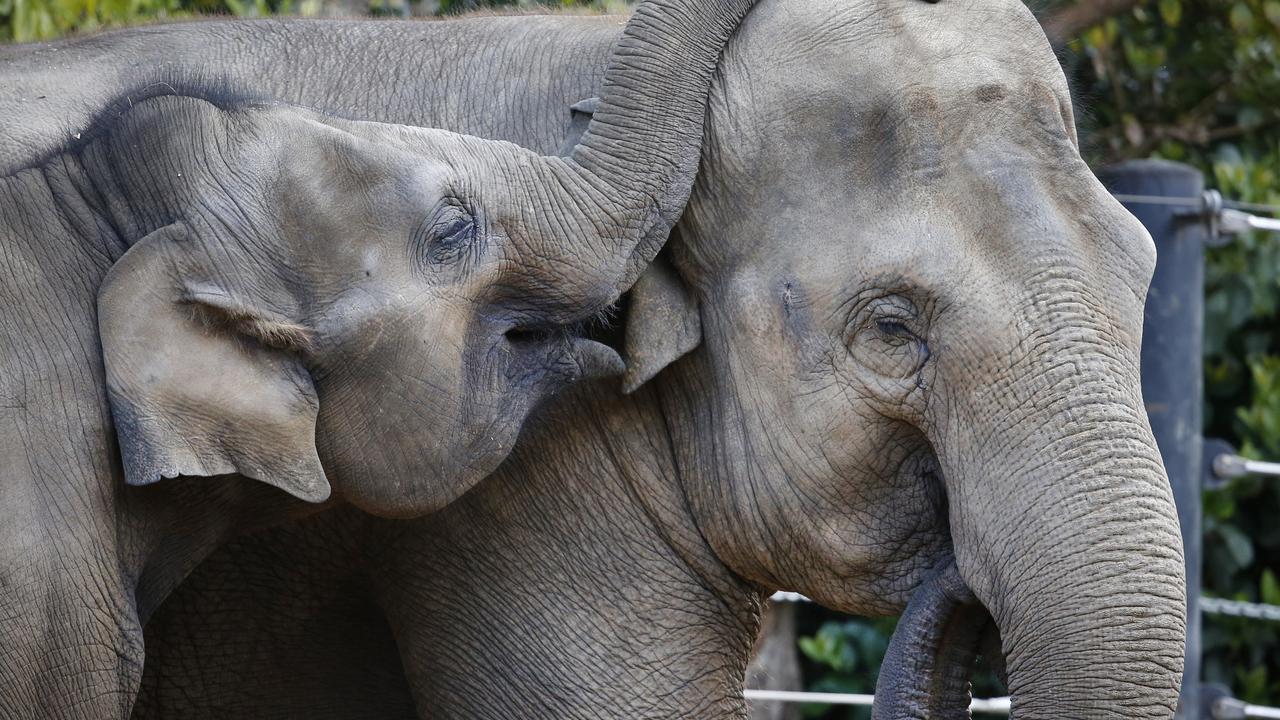 Werribee Zoo expansion plan to see elephant leave Melbourne enclosure ...