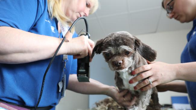 One of the rescued dogs is cared for by RSPCA workers. Picture: RSPCA