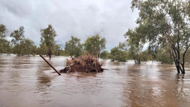 The Fitzroy River has peaked but it could be days before it starts falling. Source: Andrea Myers