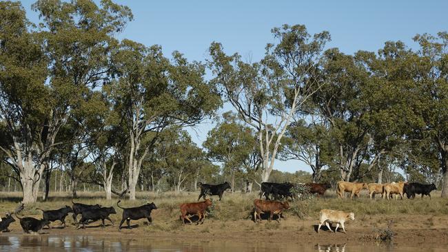 Stuart Creek station, northwest of Roma, has been sold by Packhorse Pastoral to the $100 billion Queensland Investment Corporation.