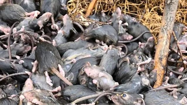 Several rural towns have been overrun by mice. Picture: Supplied