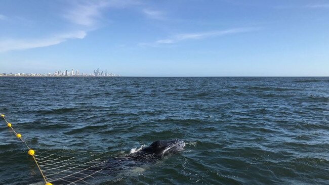 A calf humpback whale was set free after becoming caught in shark nets off Burleigh Heads this morning (3/11/18). Picture: Supplied.