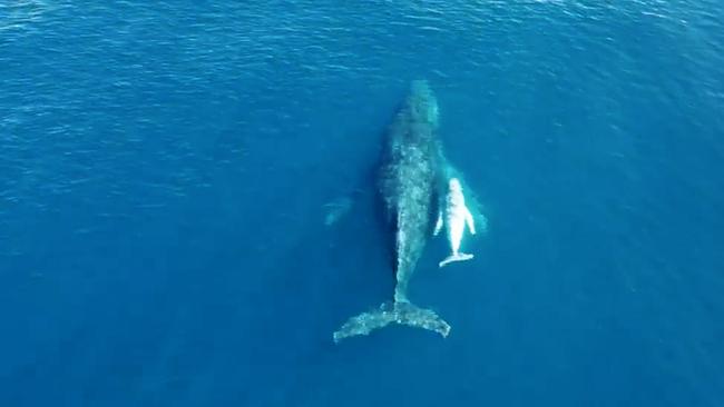 Drone image of a whale giving birth off the Sunshine Coast.