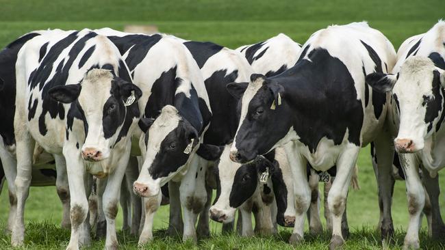 Kate’s dairy operation runs Friesians with established bulls being used through insemination. Picture: Zoe Phillips