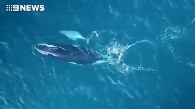 Baby white whale spotted making its way up northern NSW coast. VIDEO: 9 Gold Coast News