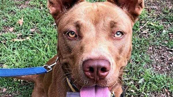 Tilly is Pet of the Week at Coffs Harbour RSPCA shelter. Picture: Contributed