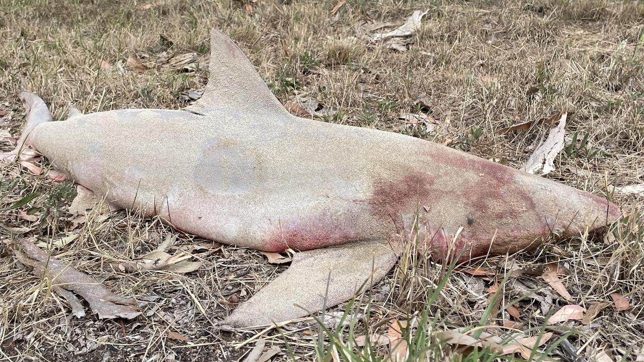 Dead shark mysteriously ends up on SA landowner’s driveway