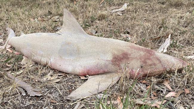 Vicki Matchett found a four foot-long dead shark dumped in front of her property at Currency Creek. Picture: Facebook