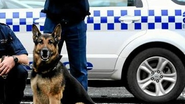 NSW police dog generic police dog unit crime