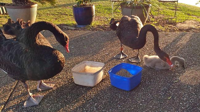 Hercules and his parnter with their signet enjoying a feed at Jenny Cattanach's Banora Point property.