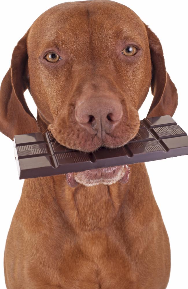 Chocolate is poisonous to dogs and cats.