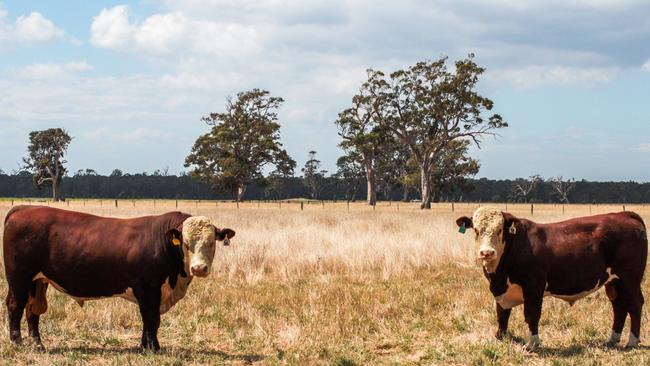 Mawarra Genetics are branching out into Angus cattle, in addition to their iconic Herefords. PICTURE: Madeleine Stuchbery.