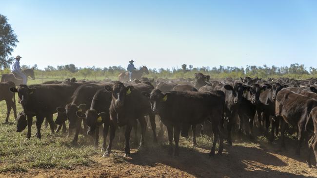 AACo is Australia’s largest integrated cattle and beef producer.