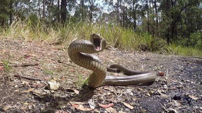 A woman has been taken to hospital after being bitten by a snake. File Photo.