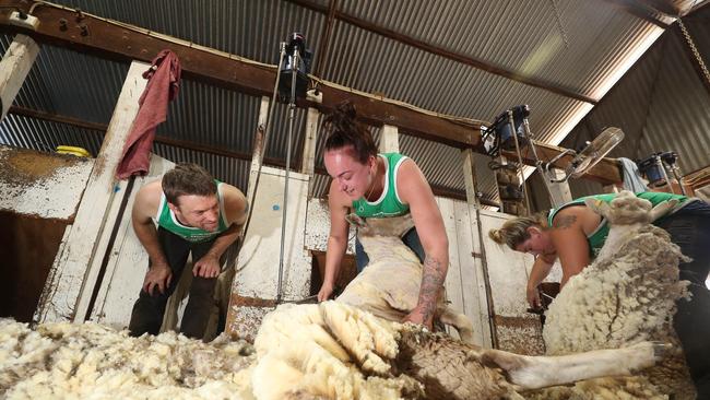 Good Friday Appeal, shearing at "Killarney", Mulwala, NSW. Picture: Yuri Kouzmin