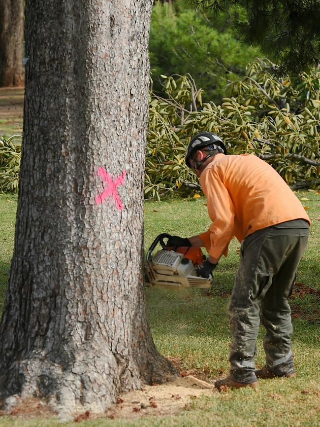 Trees are being felled in the parklands to make way for the new O-Bahn extension. Picture: Roy Van Der Vegt