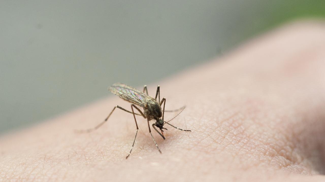 Mosquitos could be the next threat to North Queensland after the floods.