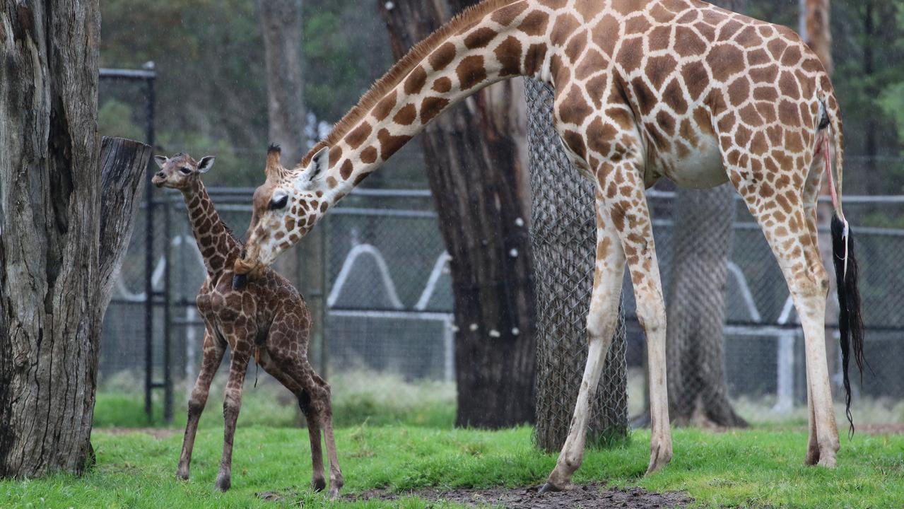 Taronga Western Plains Zoo: Zookeepers And Guests Witness ‘rare’ Birth ...