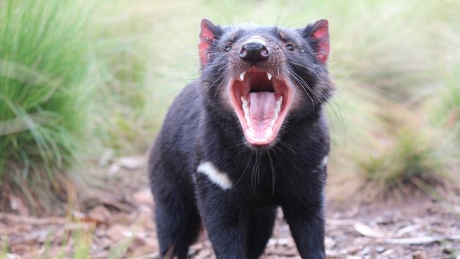 Tasmania devils appear to be evolving quickly in response to their cancer threat, but not fast enough to keep their numbers up. Picture: Aussie Ark