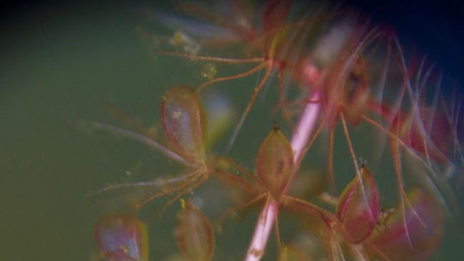 Aldrovanda vesiculosa. Picture: Curtin University