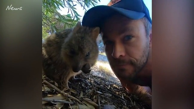 Chris Hemsworth gets close to quokkas on Discovery Parks’ Rottnest Island glamping site