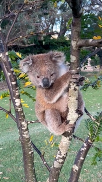 Aussie family surprised by unexpected visitor