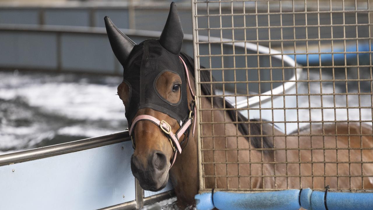 Racehorses take to the water walker to build up their cardio strength. Picture: NCA NewsWire / David Mariuz