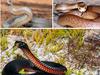 Australia’s most deadly snakes and how you identify them