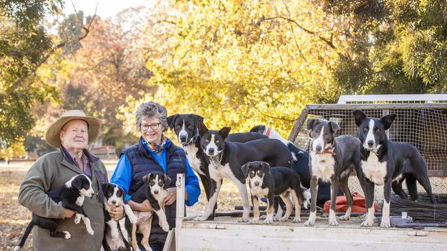 Steve Arbuthnot and Jenny Sparke with their working collie pups and dogs on Tatong Estate. Picture: Zoe Phillips