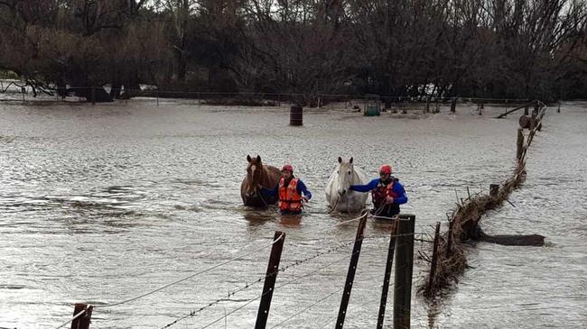 NSW SES flood rescue technicians rescue horses from floodwaters. Picture: NSW SES via NCA NewsWire