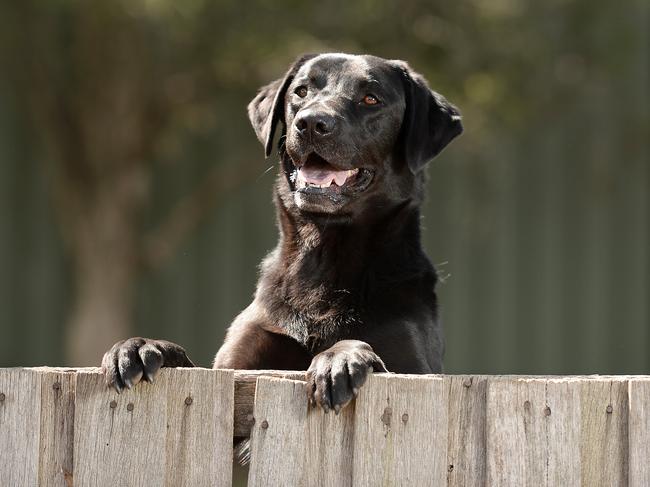 Three-year-old narcotics dog. Picture: David Smith