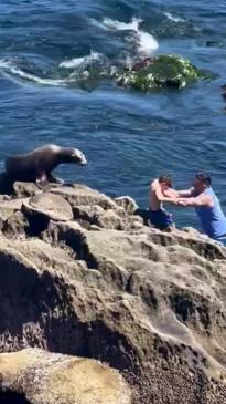 Man dangerously poses child near wild sea lion