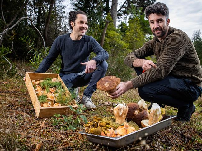 Tasting Oz winter program, to run on Monday.  Kane Pollard (Topiary) and Tom Tilbury (Press) foraging together in Stirling Forest, on June 2nd, 2022, in Stirling. Picture: Tom Huntley