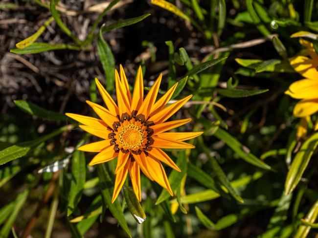 The invasive gazania garden plant has escaped into the wild. Picture: Supplied